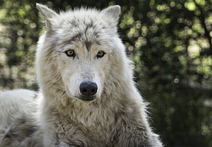 gray wolf, wolf, animals HD wallpaper