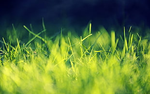 tilt shift photography of green grass HD wallpaper