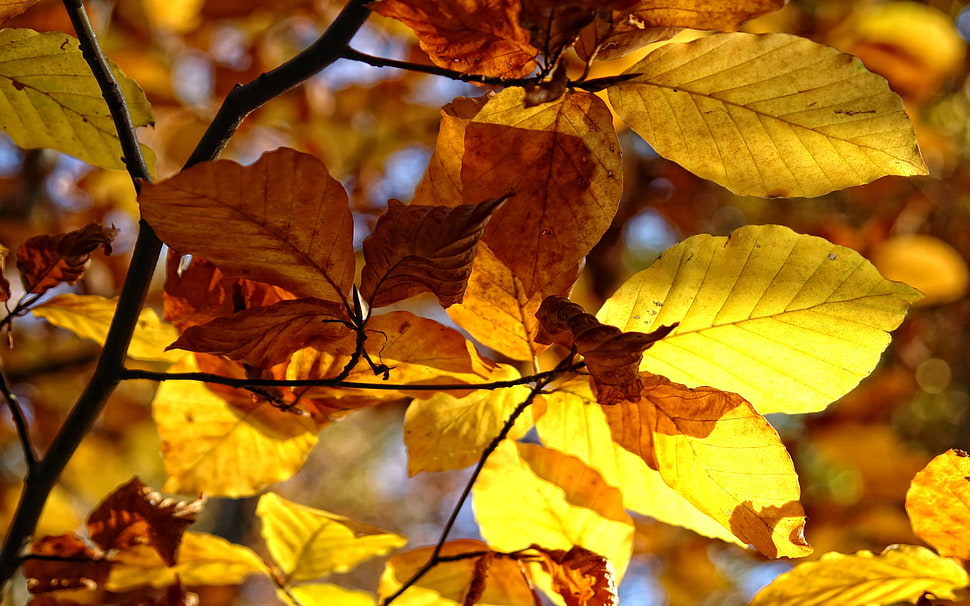 shallow focus photography of yellow and brown leaved tree under sunny sky HD wallpaper