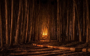 pathway between trees painting, nature, landscape, California, forest