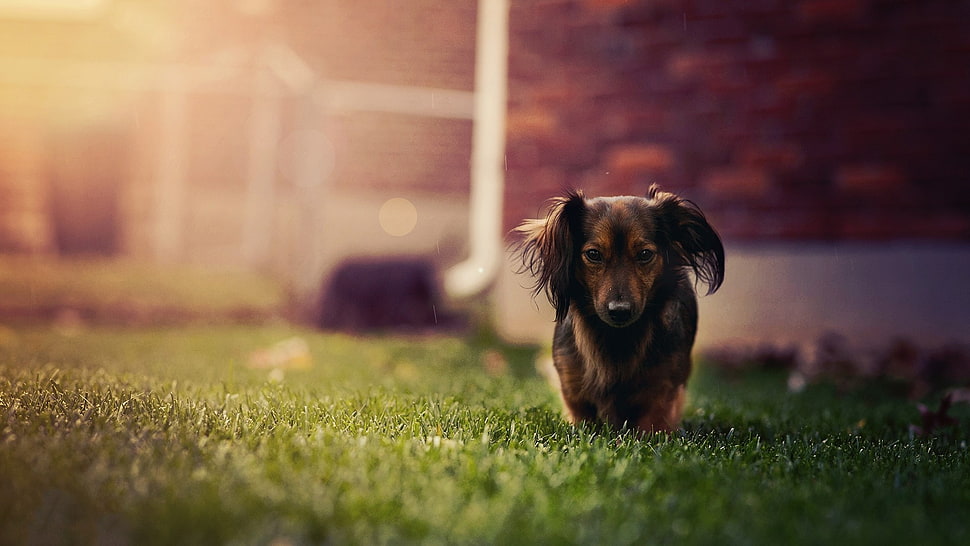 silver dapple Dachshund puppy standing on green grasses HD wallpaper