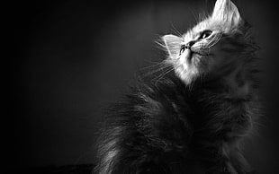 grayscale photo of tabby kitten, cat, animals, monochrome