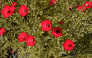 red petaled flowers HD wallpaper