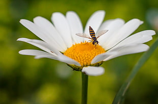 Hoverfly perched on white petaled flower in closeup photo