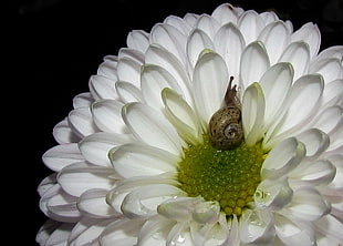 closeup photo of brown snail white clustered flower HD wallpaper