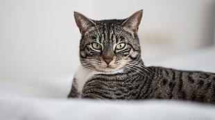 silver Tabby cat on white textile