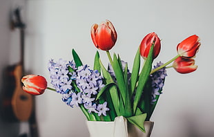 red Tulip and purple Hyacinth flowers
