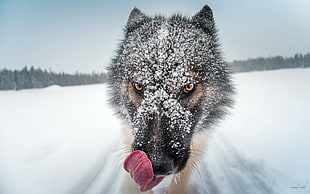 photo of wolf on snowfield HD wallpaper