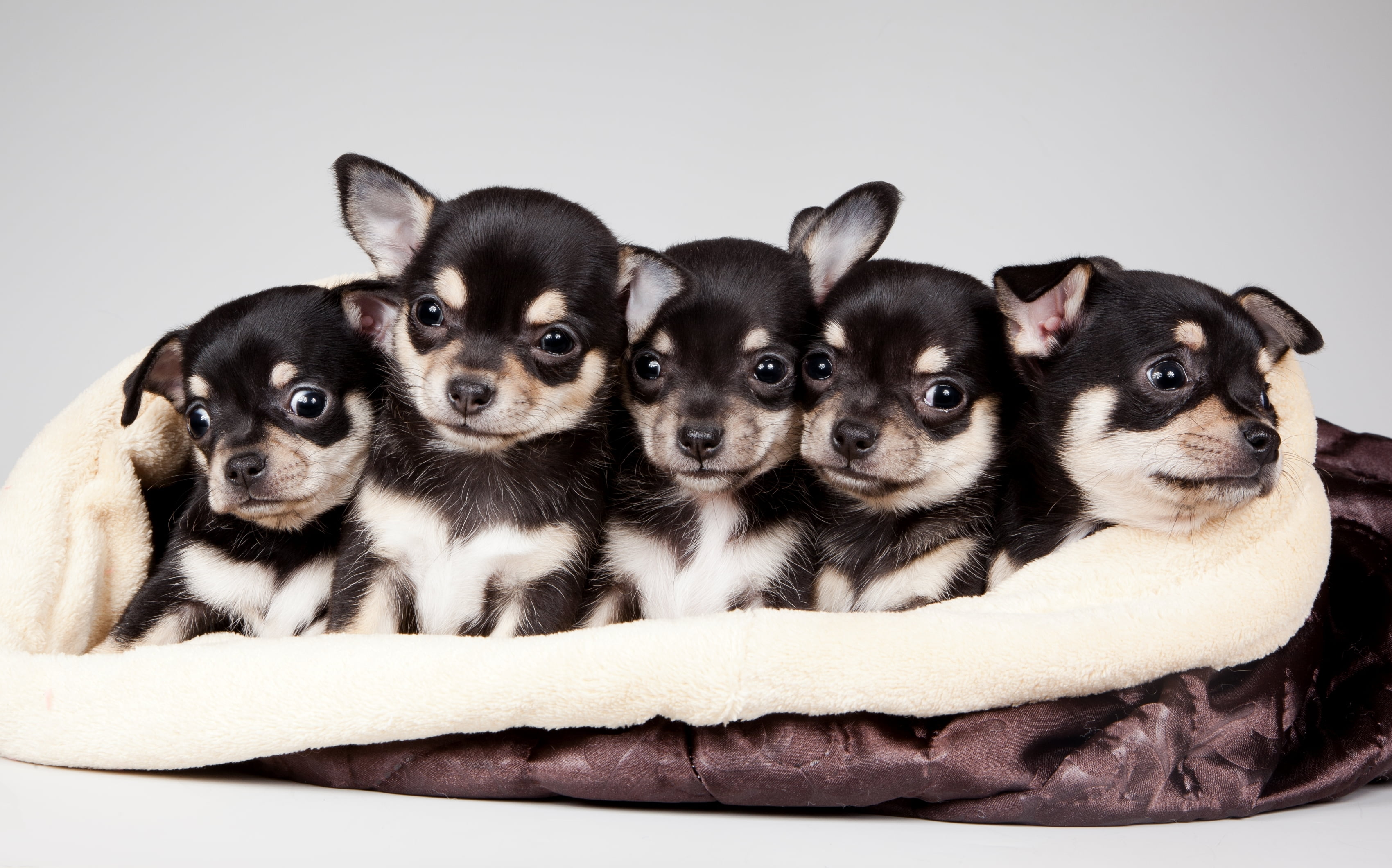 Five black-and-white shiba inu mix puppies HD wallpaper | Wallpaper Flare