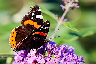 brown-and-yellow butterfly on purple flower HD wallpaper