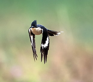 selective focus photography of black bird on flight, jacobin cuckoo HD wallpaper