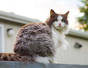brown and white cat on gray roof shingles HD wallpaper