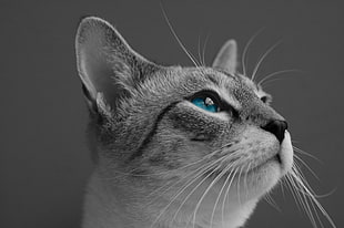 close up selective color photo of cat looking upward HD wallpaper