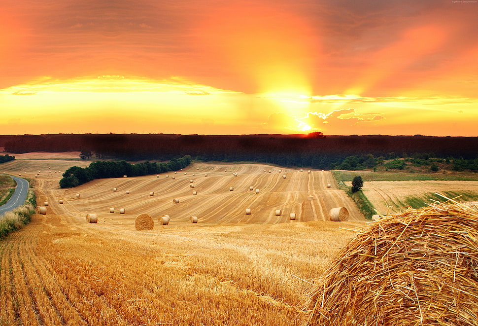 brown sands farm with brown sunrise photography HD wallpaper