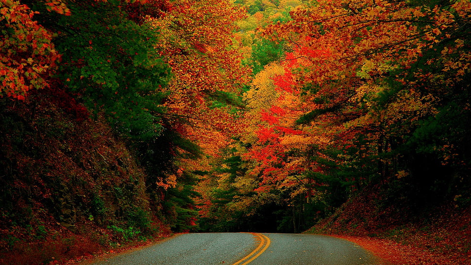 red and green abstract painting, landscape, nature, road, trees HD wallpaper