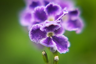 macro photography of purple flower HD wallpaper