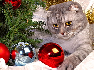 gray tabby cat on christmas tree HD wallpaper