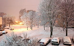 bare tree with snow during winter