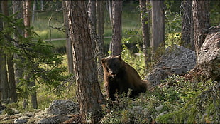 black bear, animals, Wolverine, wolverines HD wallpaper