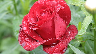 photography of red rose with dew drops HD wallpaper