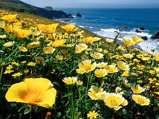 yellow petaled flower field photography