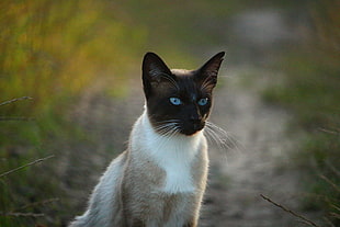 white and black cat HD wallpaper