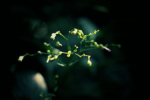 macro photography of yellow flower