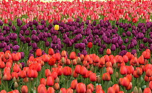 assorted field of Tulips HD wallpaper