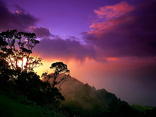 silhouette photography of trees on body of water under purple cloudy sky