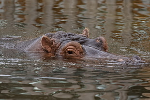 Hippopotamus drowned on body of water showing her eyes HD wallpaper