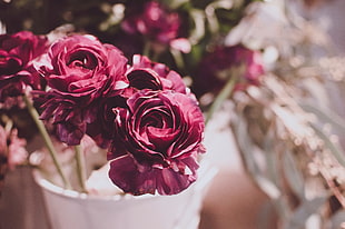 pink petaled roses, Flowers, Buds, Blur HD wallpaper