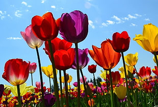 bed of red, purple, and yellow tulips HD wallpaper