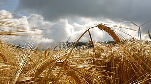 brown wheats photography HD wallpaper