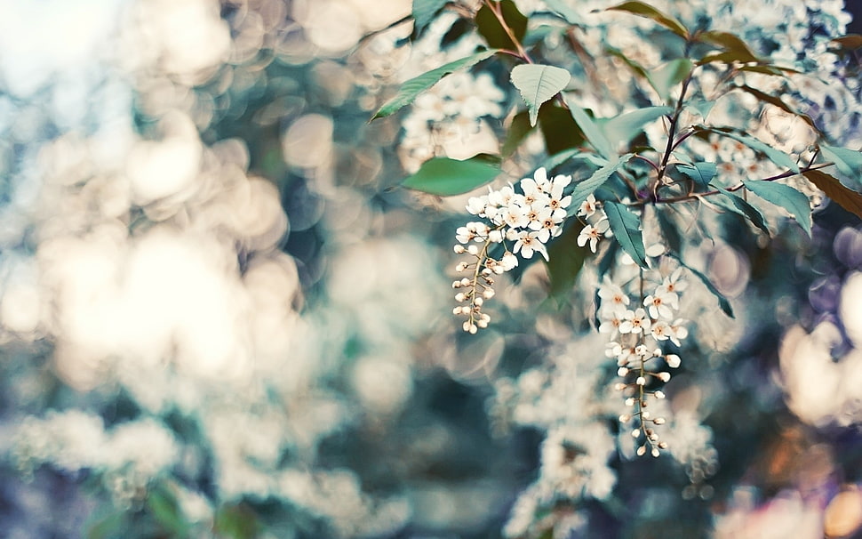 selective focus of white flowers during daytime HD wallpaper