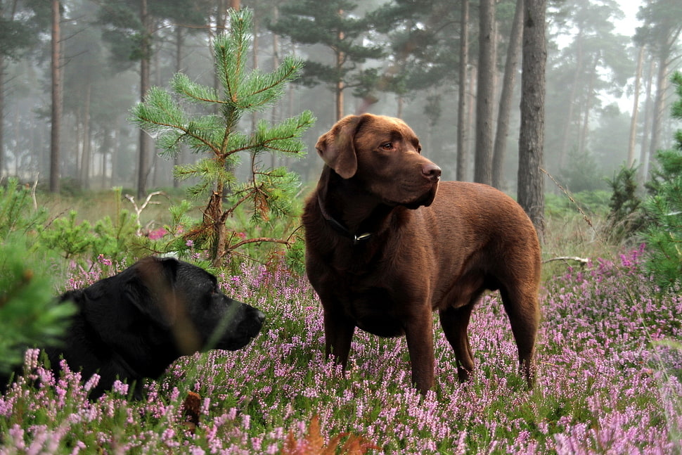 black and brown dog on pink flower field inside the forest HD wallpaper