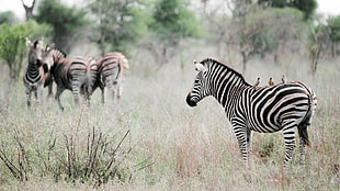 zebra with birds on back