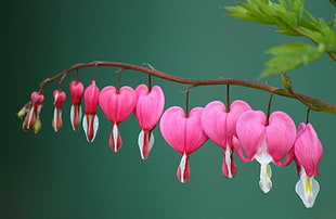 pink heart flowers painting HD wallpaper