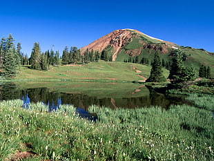 mountain in front of pine trees