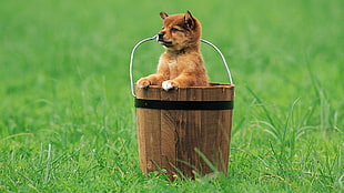 short-coated tan puppy in brown wooden bucket on green grass field during daytime HD wallpaper