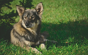 German shepherd sitting on green grass HD wallpaper
