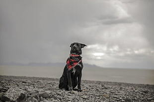 selective color photography of short-coat black dog sitting on rocks HD wallpaper
