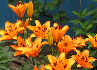 orange flowers HD wallpaper