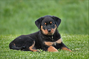 black and tan Rottweiler puppy on grass field at day time HD wallpaper