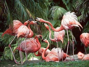 two red and yellow flower decors, flamingos, birds, animals