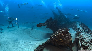 school of gray fish, underwater, shipwreck, fish, divers