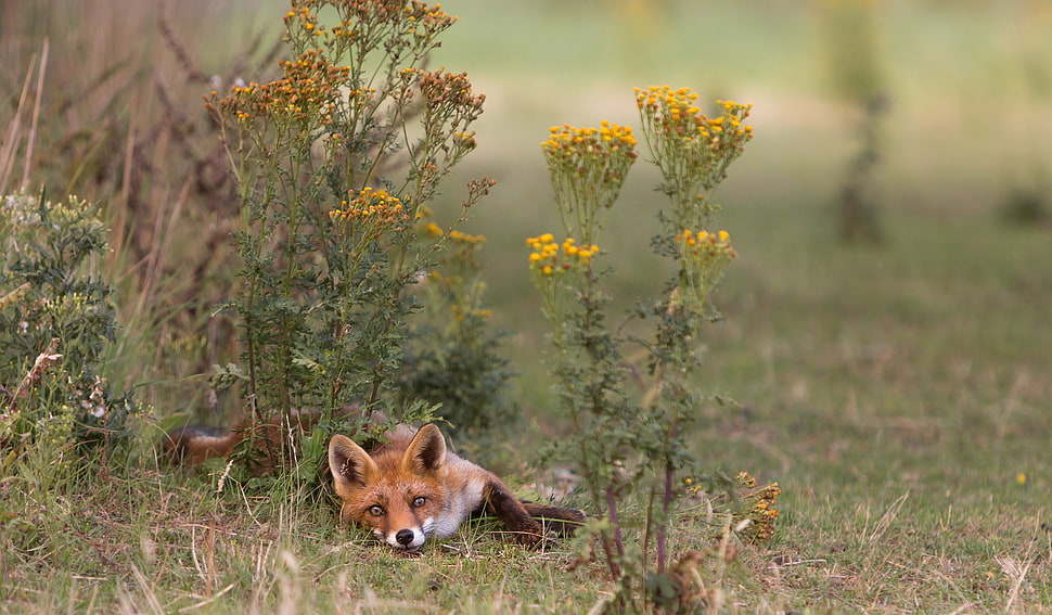 brown fox lying on ground beside yellow flower HD wallpaper