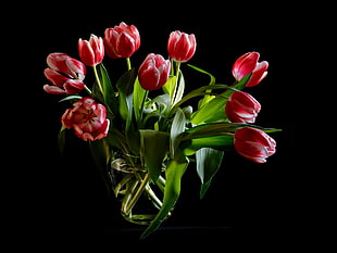 bouquet of red tulips