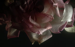 pink and white petaled flower