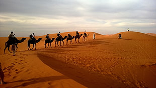 camel on brown desert during daytime HD wallpaper
