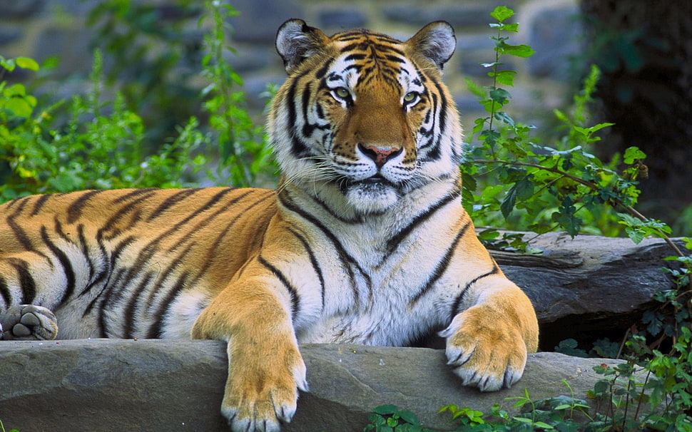 tiger lying on ground near the green plants HD wallpaper